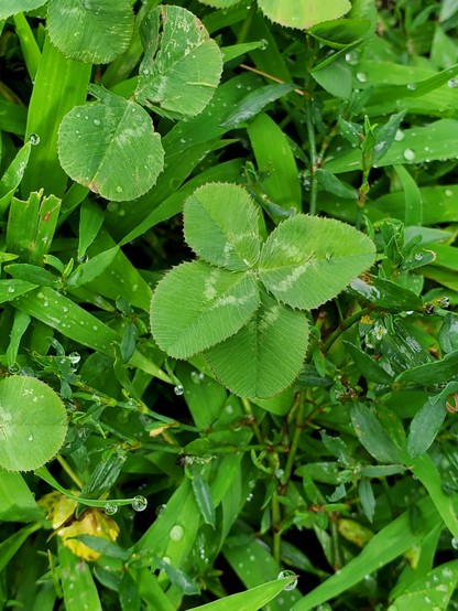 A four leaf clover nestled among other clover and grass.  Some of the leaves are sprinkled with raindrops. 