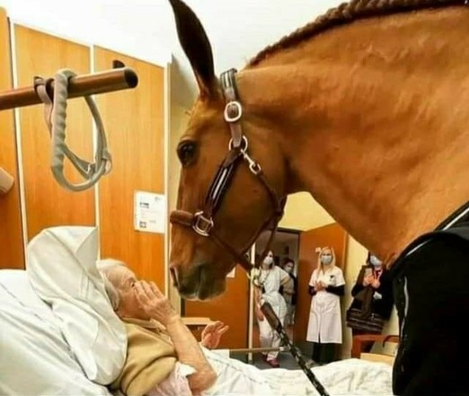 Here is Peyo visiting an elderly patient.