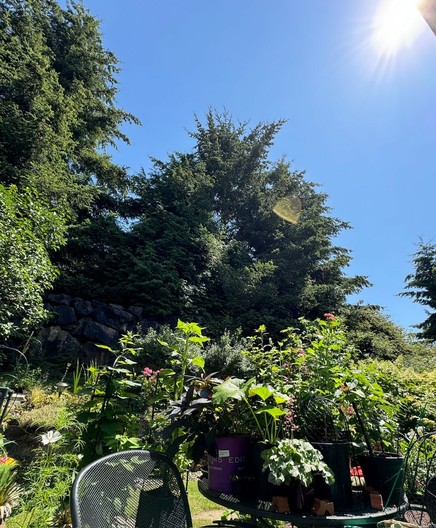 Picture of a small yard with a patio table covered in plants and evergreens above. The sky is blue and somewhat punishingly sunny. 