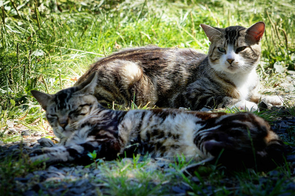 Two cat friends enjoying some sun and shade, napping together  
