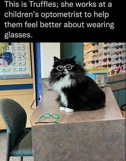 This is Truffles; she works at a children’s optometrist to help them feel better about wearing glasses.

Photo: a fluffy b&w cat wearing pink glasses (frame only, probably) - seems she has a green version too, seen next to her on the table.