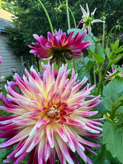 A dahlia plant with fluffy pink to yellow flowers. The  flower oriented upwards has a medium size striped brown on off white snail hanging on beneath the petals to the right. The flower is maybe three inches across. 

A larger flower faces the camera. It’s about twice as big. 