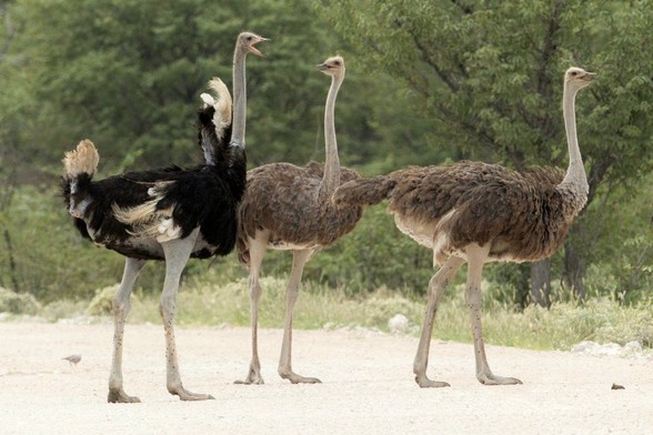 Here are several ostriches standing by some trees.