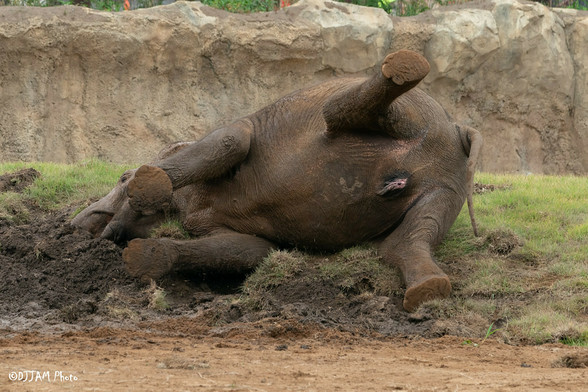 Azure Generated Description:
a rhino lying on the ground (39.32% confidence)
---------------
Azure Generated Tags:
mammal (99.97% confidence)
animal (99.97% confidence)
outdoor (99.37% confidence)
terrestrial animal (98.09% confidence)
ground (97.61% confidence)
zoo (93.34% confidence)
wildlife (90.10% confidence)
mud (87.68% confidence)
soil (86.87% confidence)
plant (86.21% confidence)
elephant (84.50% confidence)
grass (76.76% confidence)
baby (69.80% confidence)
rock (56.51% confidence)
