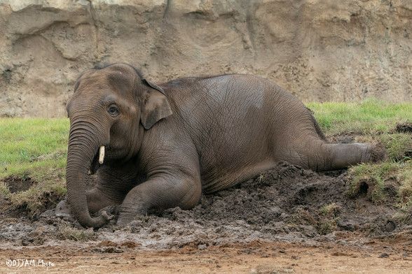 Azure Generated Description:
an elephant lays in the mud (45.73% confidence)
---------------
Azure Generated Tags:
animal (100.00% confidence)
mammal (99.98% confidence)
elephant (99.85% confidence)
outdoor (99.34% confidence)
terrestrial animal (98.89% confidence)
ground (96.24% confidence)
elephants and mammoths (95.71% confidence)
indian elephant (95.08% confidence)
wildlife (94.95% confidence)
asian elephant (94.72% confidence)
safari (92.16% confidence)
african elephant (91.11% confidence)
tusk (90.47% confidence)
zoo (90.14% confidence)
grass (79.91% confidence)
rock (69.39% confidence)
standing (64.18% confidence)
baby (42.01% confidence)
