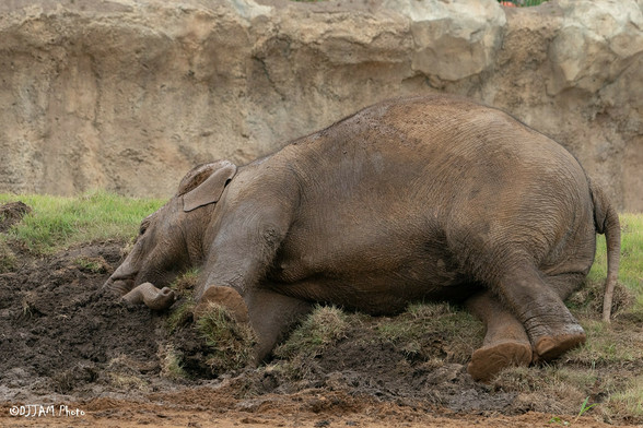 Azure Generated Description:
a rhinoceros lying down (39.11% confidence)
---------------
Azure Generated Tags:
animal (100.00% confidence)
mammal (99.98% confidence)
outdoor (99.63% confidence)
terrestrial animal (99.31% confidence)
wildlife (96.26% confidence)
ground (94.81% confidence)
zoo (94.01% confidence)
snout (92.09% confidence)
safari (90.67% confidence)
plant (84.81% confidence)
grass (83.14% confidence)
elephant (78.22% confidence)
rock (64.33% confidence)
standing (61.08% confidence)
rhinoceros (57.35% confidence)
rhino (46.60% confidence)
