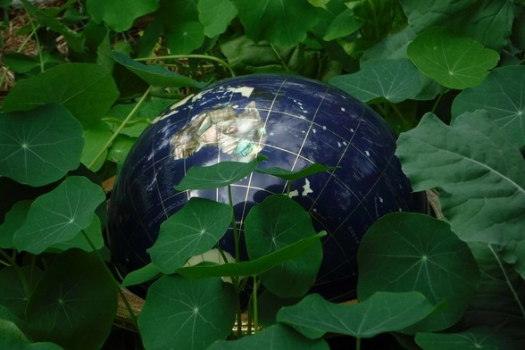 A glass globe showing Australia and the pacific ocean poking through nasturtium leaves.