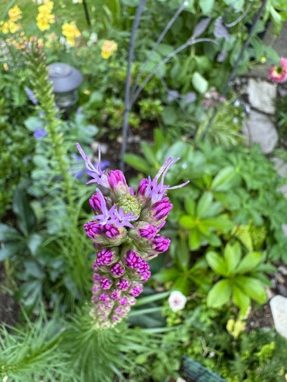 Flowers at the top of a long parade of buds. The five open bell shaped flowers are small pinkish purple. They have two or three fingery or fluffy bits sticking out of the center with shorter dark bits inside the bells.