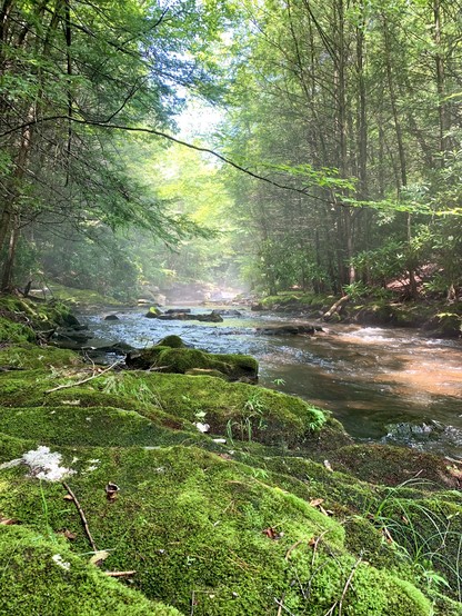 A misty creek flows through the rocky terrain in the deep woods. Due to the thunderstorm, the area is very humid and steamy. The boulders in front are totally covered by moss.