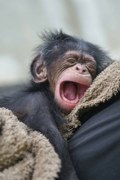 Azure Generated Description:
a monkey with its mouth open (59.39% confidence)
---------------
Azure Generated Tags:
mammal (99.91% confidence)
animal (99.90% confidence)
primate (98.88% confidence)
fur (96.18% confidence)
monkey (88.60% confidence)
ape (87.93% confidence)
skin (86.54% confidence)
chimpanzee (85.07% confidence)
outdoor (69.77% confidence)
simian (63.06% confidence)
mouth (57.81% confidence)
