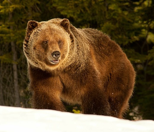 Here is a grizzly bear, walking around.