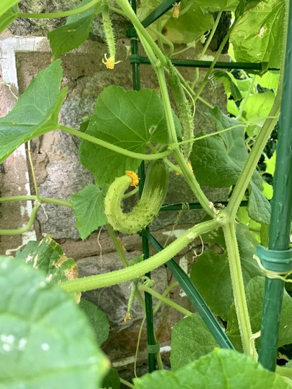 A small curly cucumber and a couple of tiny ones are hidden behind the cucumber leaves.