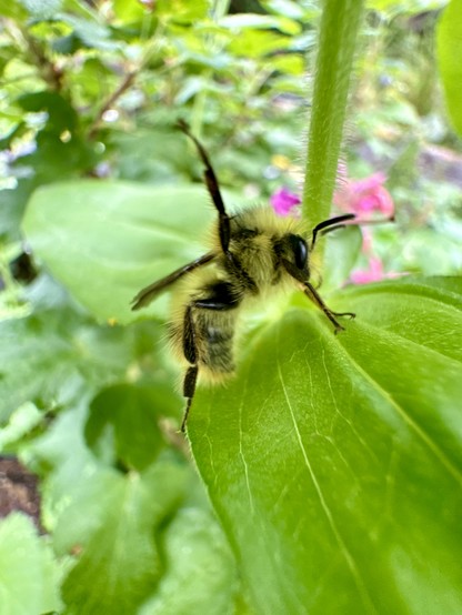 Very close picture of a bee with a black body and yellow hair everywhere. The bee is sitting on the leaf of a zinnia, with one leg raised to fight me (I assume).