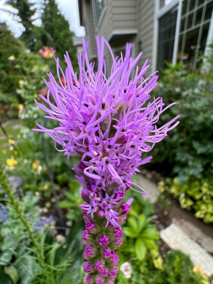 The top of a stalk full of tiny flowers opening gradually from the top. In this picture the top inch looks kind of like a vibrant light purple bottle brush or a muppet. Fuzzy with little hairlike bits. 