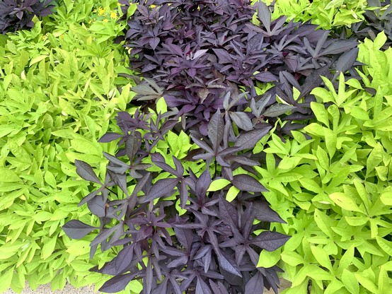 A cluster of dark purple leaves sits in the middle, flanked by clusters of bright light green leaves on both sides.