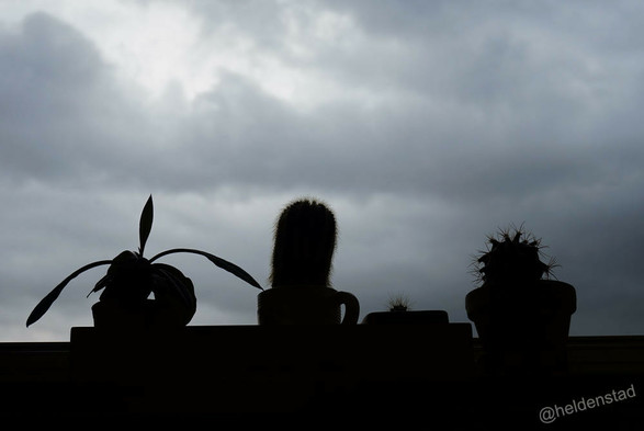 Tegen een dreigende donkere wolkenhemel zijn de silhouetten van een Madagascar Jewel en 3 cactussen te zien.