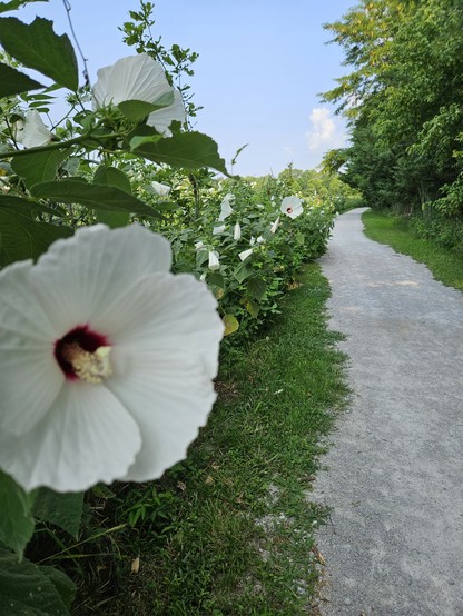 Gorgeous flowers line a nature walk trail 👣 