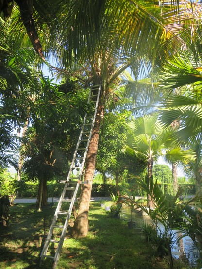 Coconut tree, about 20 feet up. With an aluminum ladder reaching some coconuts. From North Bali