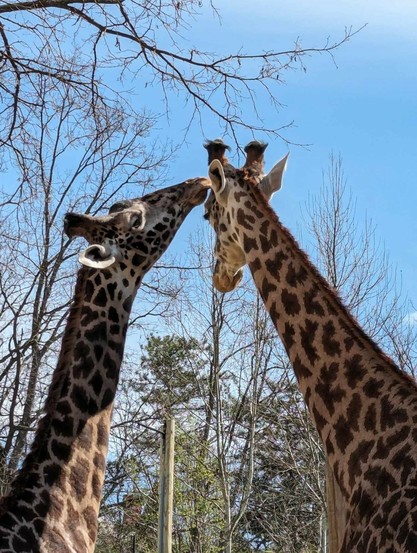 Azure Generated Description:
giraffes eating from a tree (56.44% confidence)
---------------
Azure Generated Tags:
animal (100.00% confidence)
mammal (99.99% confidence)
outdoor (99.83% confidence)
giraffe (99.79% confidence)
tree (99.33% confidence)
sky (97.80% confidence)
wildlife (97.38% confidence)
terrestrial animal (96.92% confidence)
giraffidae (95.99% confidence)
zoo (92.43% confidence)
standing (80.73% confidence)
