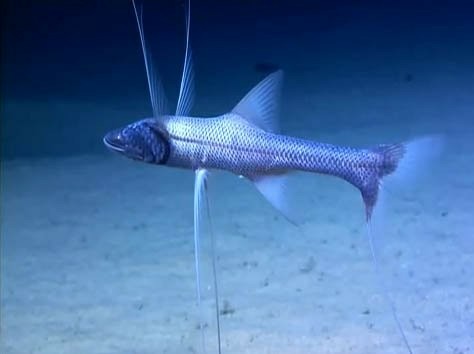Here is a Tripodfish, perched above the seafloor.