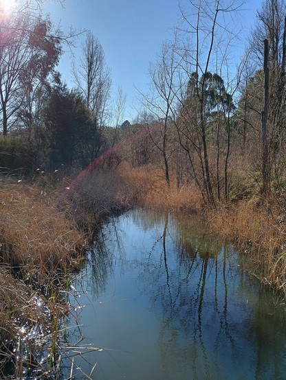 A dark creek surrounded by brown reeds and trees (many without their leaves) on a blue sky winter day.