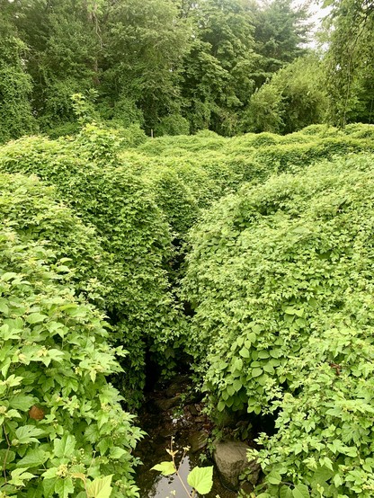 A small creek flows through dense bushes surrounded by woods in a suburban residential area. 
