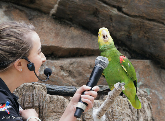Azure Generated Description:
a parrot perched on a woman's hand (53.72% confidence)
---------------
Azure Generated Tags:
bird (99.91% confidence)
parrot (99.63% confidence)
person (98.31% confidence)
outdoor (91.82% confidence)
clothing (89.06% confidence)
parakeet (87.07% confidence)
woman (59.45% confidence)
perched (53.52% confidence)
