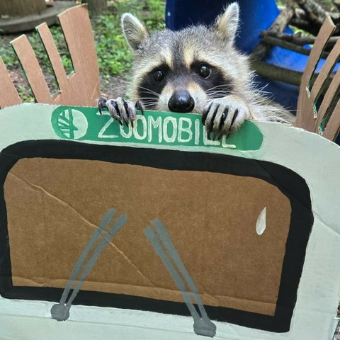 Azure Generated Description:
raccoon holding a sign (49.88% confidence)
---------------
Azure Generated Tags:
raccoon (99.37% confidence)
animal (99.17% confidence)
mammal (98.31% confidence)
procyonidae (90.90% confidence)
procyon (90.30% confidence)
outdoor (74.65% confidence)
