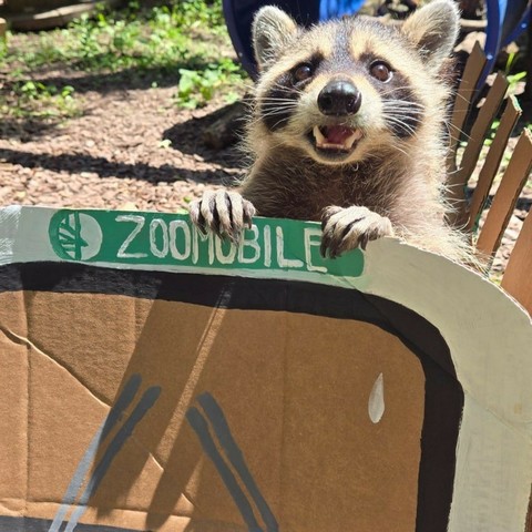 Azure Generated Description:
a raccoon on a wooden fence (43.71% confidence)
---------------
Azure Generated Tags:
animal (99.87% confidence)
mammal (99.67% confidence)
raccoon (96.97% confidence)
outdoor (96.69% confidence)
ground (94.31% confidence)
zoo (92.52% confidence)
procyonidae (92.39% confidence)
snout (88.93% confidence)
procyon (88.63% confidence)
wildlife (40.13% confidence)
