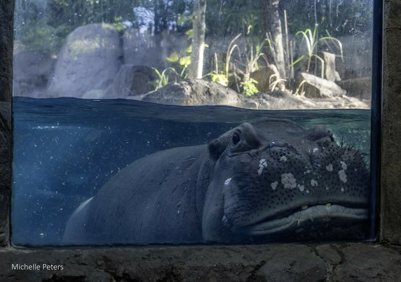 Azure Generated Description:
a seal lying on the ground (43.78% confidence)
---------------
Azure Generated Tags:
animal (97.48% confidence)
mammal (92.93% confidence)
outdoor (85.29% confidence)
zoo (73.73% confidence)
hippo (69.65% confidence)
