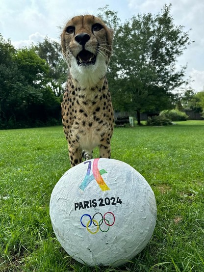 Azure Generated Description:
a cheetah standing on a ball in a grassy area (51.36% confidence)
---------------
Azure Generated Tags:
grass (99.65% confidence)
outdoor (98.63% confidence)
ball (98.12% confidence)
animal (96.08% confidence)
sports equipment (93.48% confidence)
football (87.50% confidence)
sky (87.37% confidence)
tree (86.23% confidence)
plant (86.06% confidence)
field (69.67% confidence)
cheetah (44.77% confidence)
