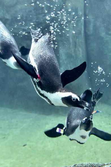 Description Provided in Tweet: 
Two penguins swimming together underwater
---------------
Azure Generated Tags:
animal (99.94% confidence)
aquatic bird (99.90% confidence)
bird (98.87% confidence)
penguin (97.30% confidence)
aquarium (93.69% confidence)
flightless bird (91.51% confidence)
water (82.22% confidence)
outdoor (70.95% confidence)
swimming (61.61% confidence)
