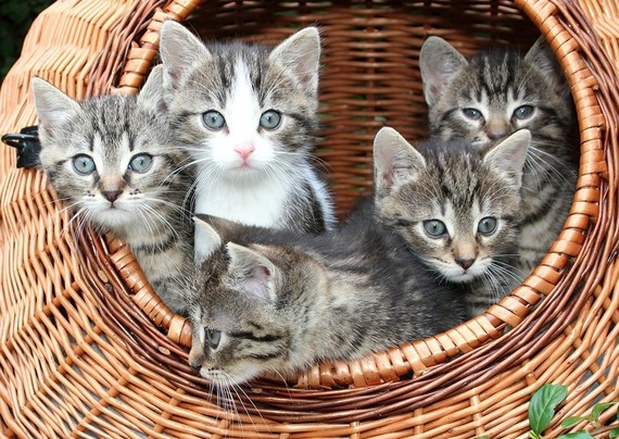 A round basket contains 5 blue-eyed tabby kittens
