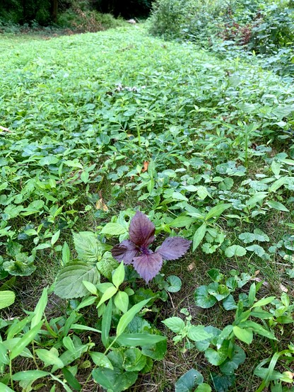  A single red shiso is growing in the grassy trail.