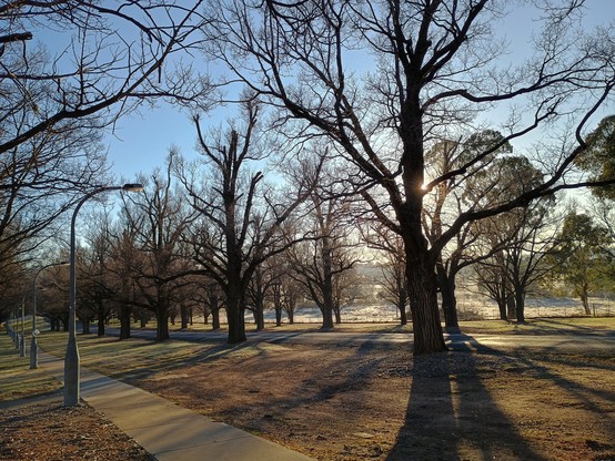 The morning sun peeking out behind a leafless tree on a frosty morning in Armidale.