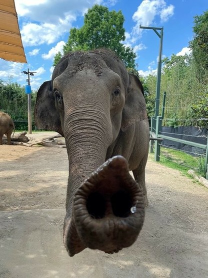 Azure Generated Description:
an elephant with its trunk up (49.15% confidence)
---------------
Azure Generated Tags:
animal (99.99% confidence)
mammal (99.97% confidence)
outdoor (99.79% confidence)
elephant (99.45% confidence)
sky (99.38% confidence)
elephants and mammoths (96.13% confidence)
cloud (96.10% confidence)
tree (95.10% confidence)
indian elephant (94.92% confidence)
asian elephant (94.89% confidence)
ground (92.34% confidence)
terrestrial animal (91.60% confidence)
african elephant (89.24% confidence)
plant (89.09% confidence)
tusk (88.52% confidence)
zoo (86.26% confidence)

