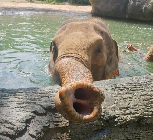 Azure Generated Description:
an elephant with its nose in the water (43.67% confidence)
---------------
Azure Generated Tags:
animal (99.99% confidence)
mammal (99.80% confidence)
outdoor (98.48% confidence)
water (98.07% confidence)
elephant (92.00% confidence)
zoo (88.59% confidence)
elephants and mammoths (88.12% confidence)
terrestrial animal (86.58% confidence)
indian elephant (85.07% confidence)
asian elephant (84.16% confidence)
rock (70.88% confidence)
hole (65.63% confidence)
trunk (58.56% confidence)
