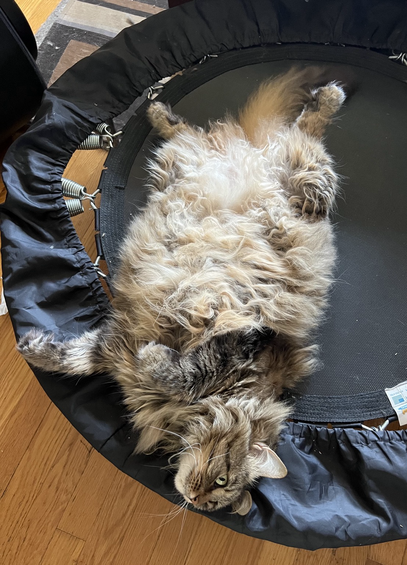 A very fluffy tabby sprawls belly-up on an exercise mini- trampoline. She looks off into the distance with surprisingly alert eyes given the rest of her says sloth. Her generous whiskers are on display framing her face. The rest of her is belly floof and various appendages flopping out from it in various directions. She wants rubs. It's not a trap unless you stop petting.