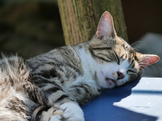 Sleeping soundly in partial sunlight. Anytime is a good time for a nap for this tuxedo tabby cat  