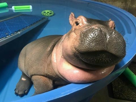 Azure Generated Description:
a small hippo with its mouth open (41.09% confidence)
---------------
Azure Generated Tags:
mammal (89.07% confidence)
animal (88.67% confidence)
hippopotamus (84.17% confidence)
outdoor (62.98% confidence)
hippo (54.14% confidence)

