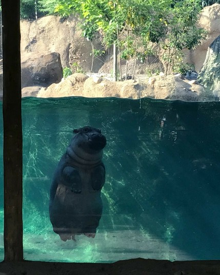 Azure Generated Description:
a seal in a pool (42.16% confidence)
---------------
Azure Generated Tags:
animal (97.52% confidence)
mammal (97.36% confidence)
marine mammal (88.25% confidence)
outdoor (88.08% confidence)
zoo (84.26% confidence)
water (81.46% confidence)
bear (52.76% confidence)
