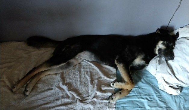 Koira makaa renottaa pitkin pituuttaan sängyllä pää tyynyllä.