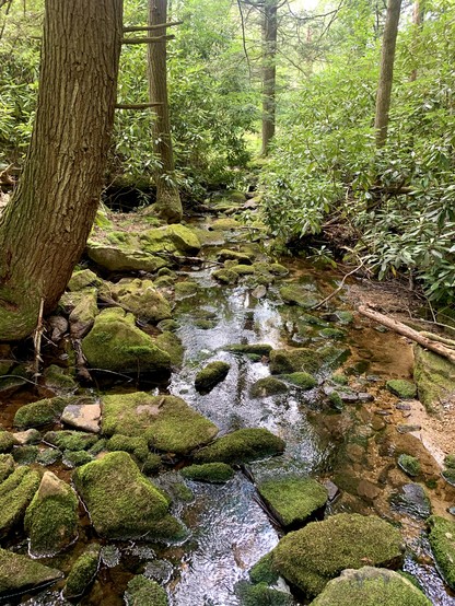 A small creek flows in the woods. The watercourse is full of rocks that are covered by moss. A big tree is standing on the left side. Many Rhododendrons are found on both sides of the creek.