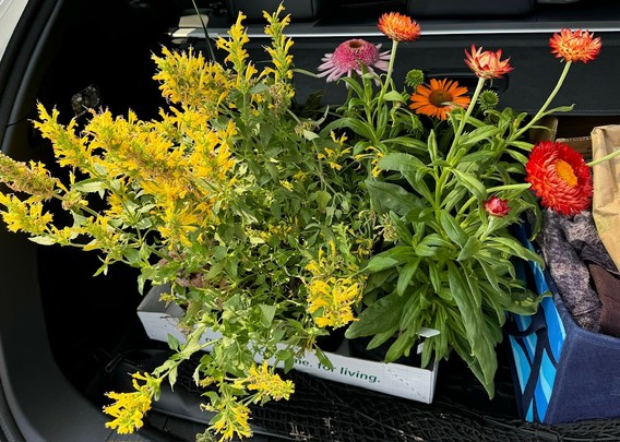 Flat of plants sitting in a trunk. Yellow, red, pink, and orange flowers bees will enjoy. 