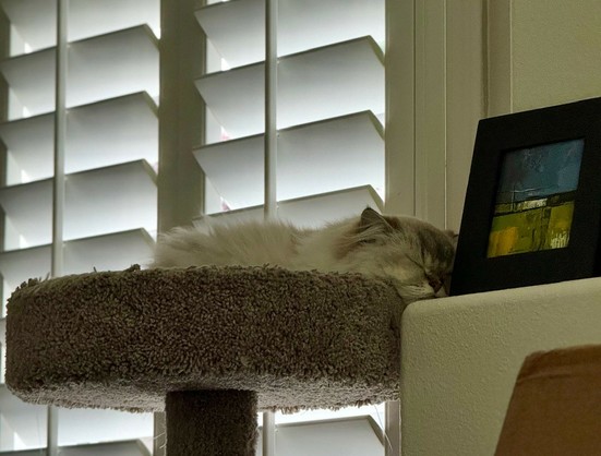 A fluffy white cat at the top of her cat tree. She’s sleeping with her head resting against the top of a mantle and a small framed painting. 