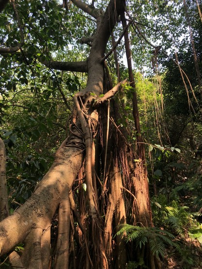 A banyan tree around Little Nangang Hill in Taipei.