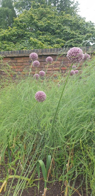 Asparagus and elephant garlic in flower set in front of a garden wall. Behind there are trees.

In the kitchen garden of Winterbourne House, University of Birmingham.
