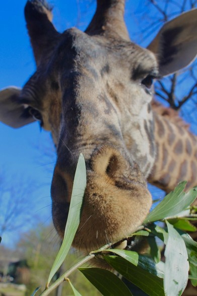 Azure Generated Description:
a giraffe eating leaves (65.45% confidence)
---------------
Azure Generated Tags:
animal (99.99% confidence)
mammal (99.98% confidence)
outdoor (99.11% confidence)
giraffe (98.88% confidence)
tree (97.58% confidence)
sky (96.56% confidence)
wildlife (94.50% confidence)
terrestrial animal (93.65% confidence)
giraffidae (92.60% confidence)
plant (90.81% confidence)
snout (84.81% confidence)
standing (80.01% confidence)
leaf (78.43% confidence)
close (66.09% confidence)
zoo (60.52% confidence)
branch (56.85% confidence)
head (56.42% confidence)
