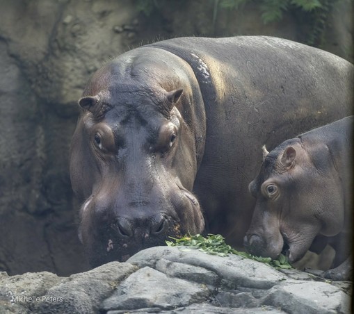 Azure Generated Description:
a group of hippos (55.92% confidence)
---------------
Azure Generated Tags:
animal (99.99% confidence)
mammal (99.96% confidence)
hippo (97.97% confidence)
zoo (97.08% confidence)
outdoor (97.07% confidence)
terrestrial animal (96.52% confidence)
snout (94.54% confidence)
hippopotamus (92.36% confidence)
wildlife (87.65% confidence)
rock (84.51% confidence)
ground (77.48% confidence)
standing (64.73% confidence)
