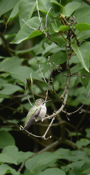 A juvenile or female hummingbird with a grey body and green wings and back. A sharp eye monitoring the yard from a lilac branch. 